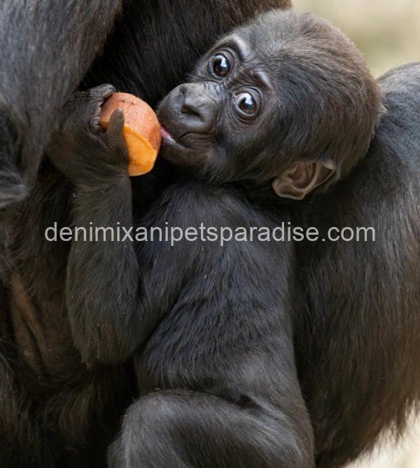 Baby Gorilla - Image 2