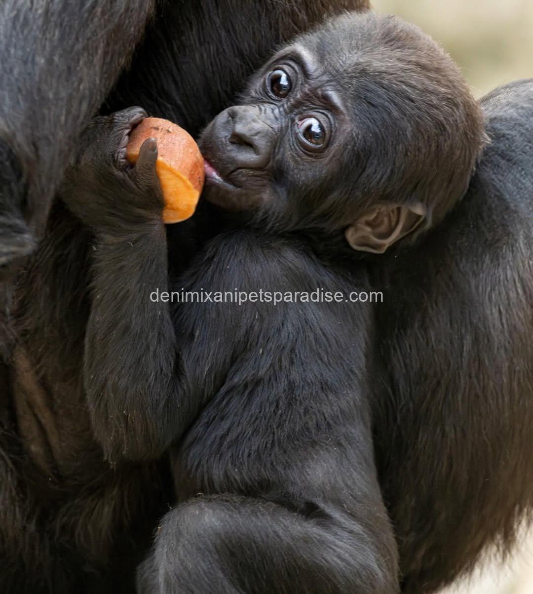 Baby Gorilla 2 Baby Gorilla - Image 2