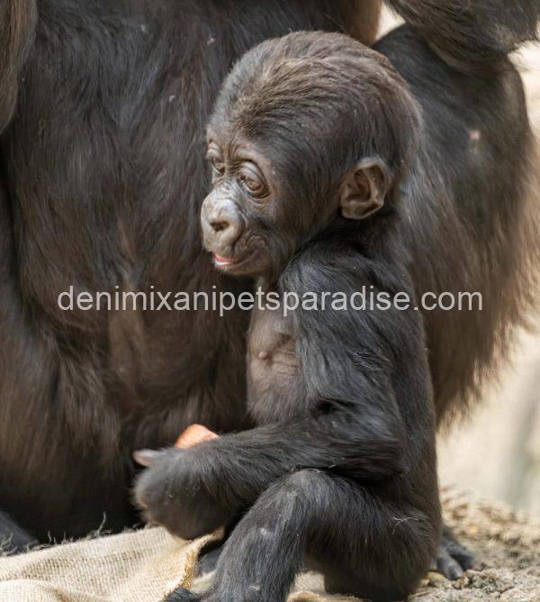Baby Gorilla - Image 4