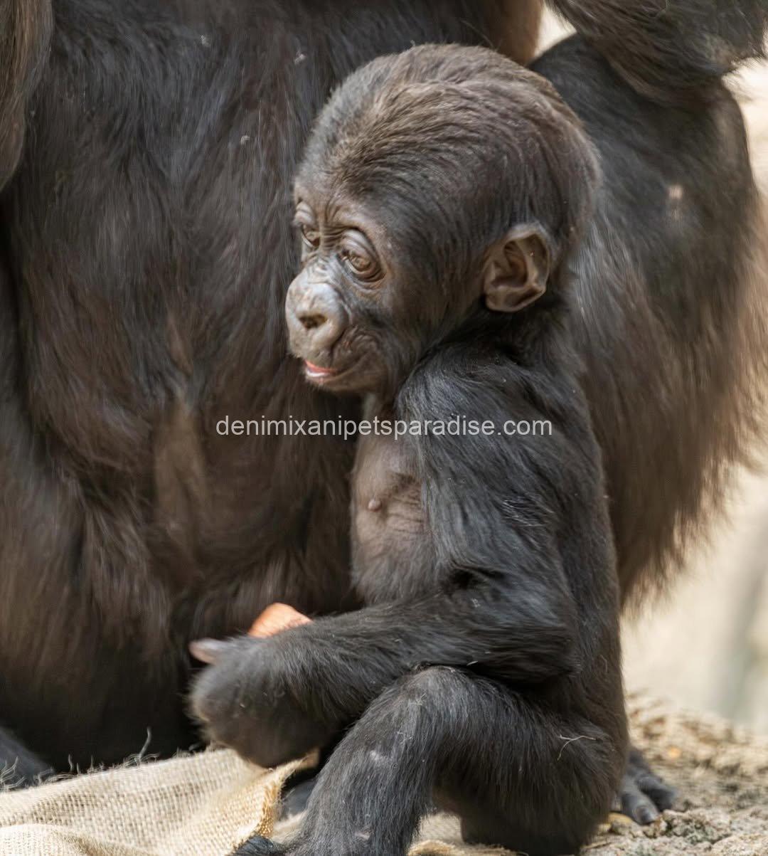 Baby Gorilla 4 Baby Gorilla - Image 4