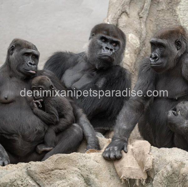 Baby Gorilla - Image 3