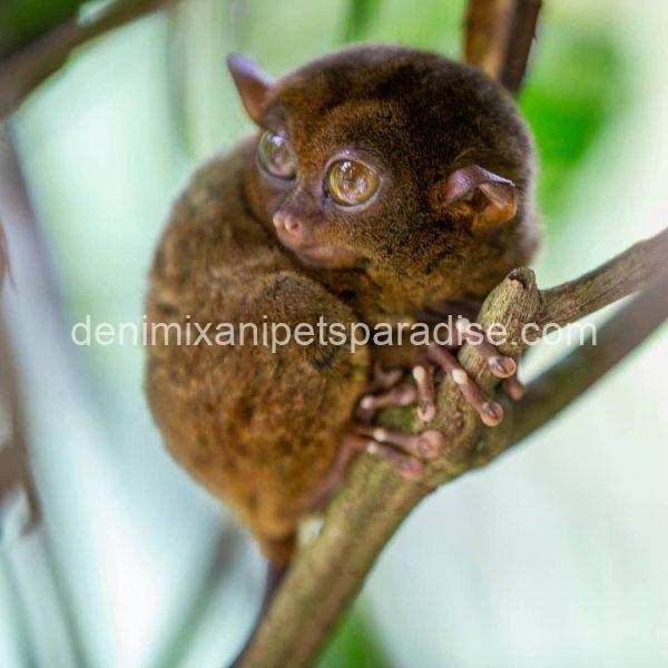 beatiful tarsier ape - Image 4