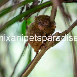 beatiful tarsier ape