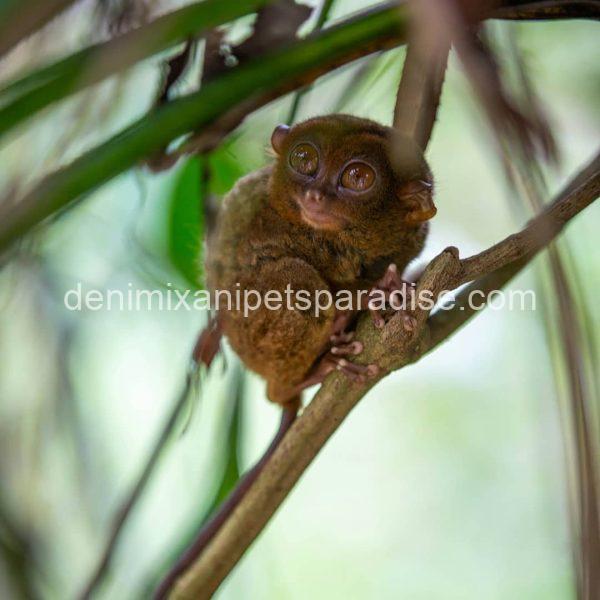 beatiful tarsier ape