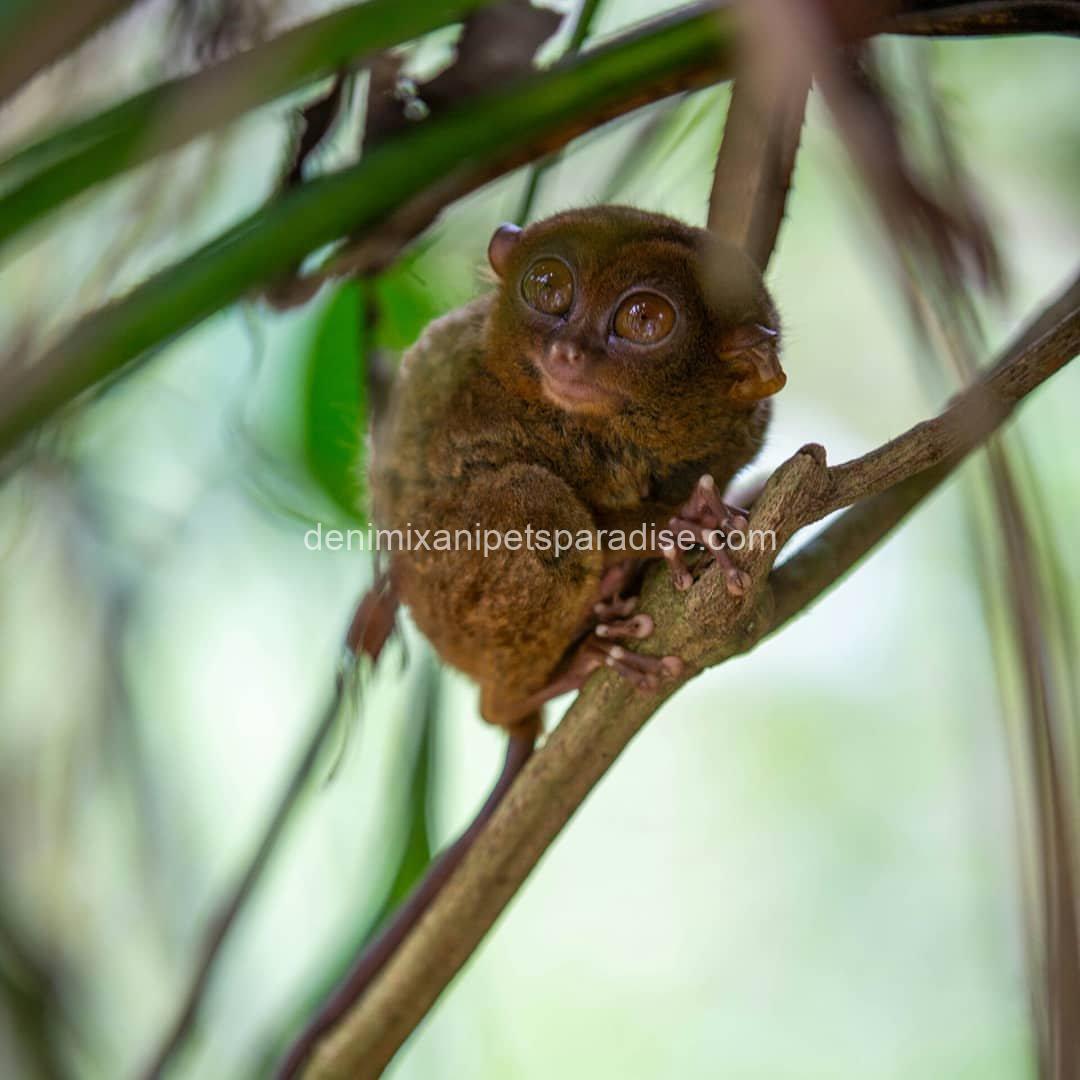 beatiful tarsier ape 1 beatiful tarsier ape