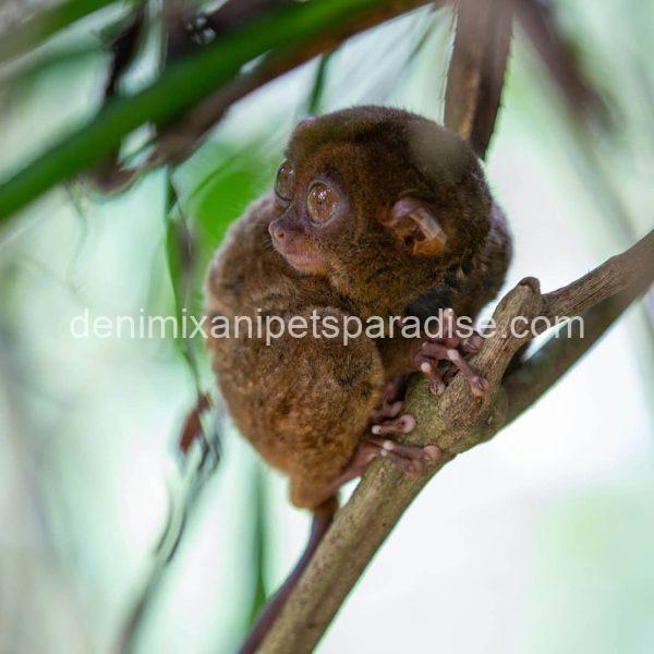 beatiful tarsier ape - Image 5