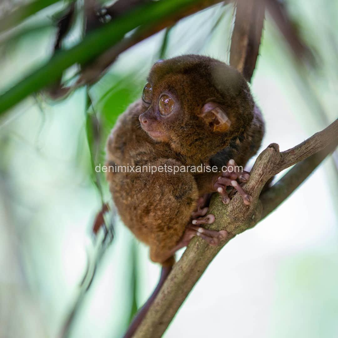 beatiful tarsier ape 5 beatiful tarsier ape - Image 5