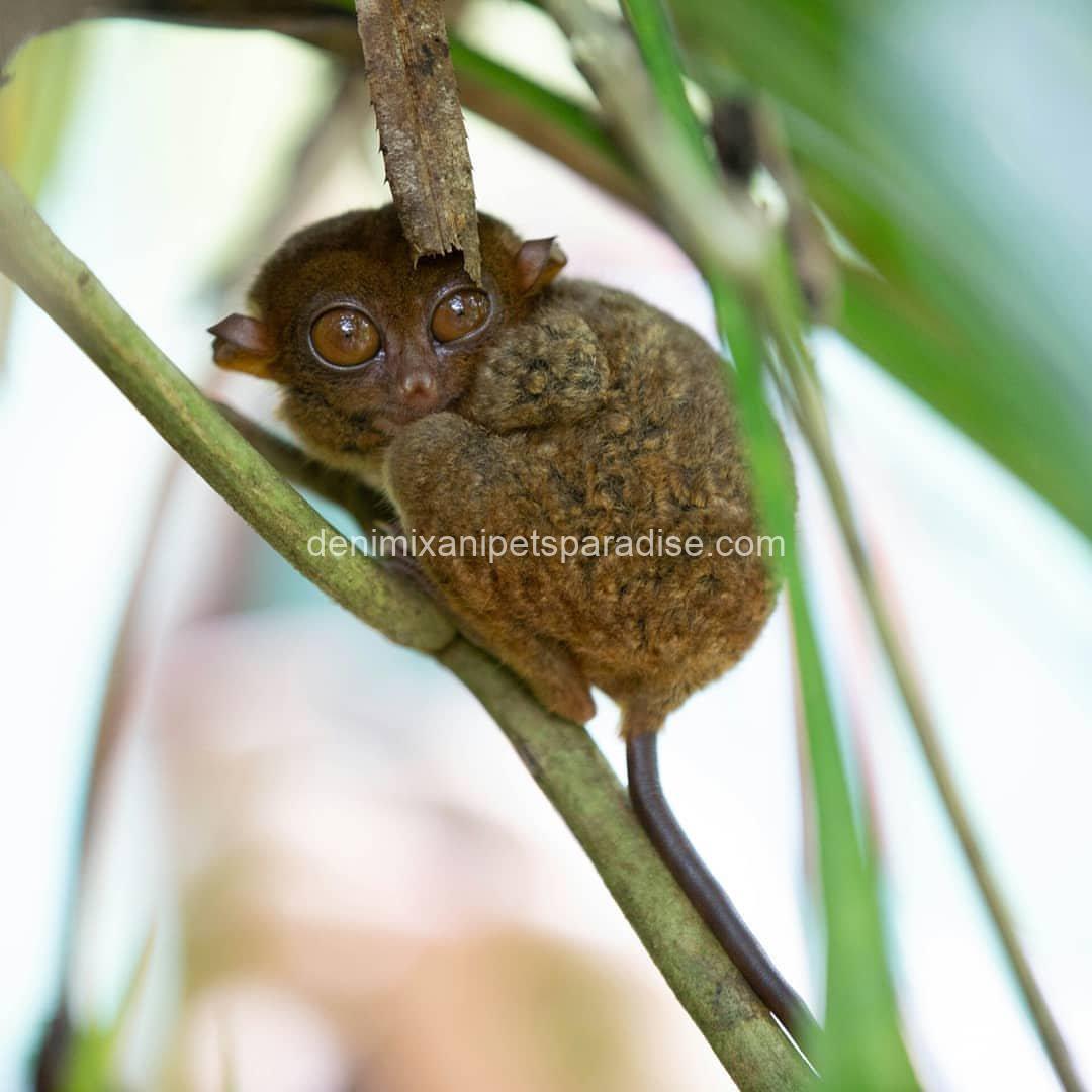 beatiful tarsier ape 2 beatiful tarsier ape - Image 2