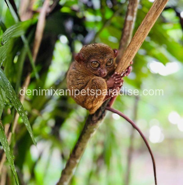 beatiful tarsier ape - Image 3