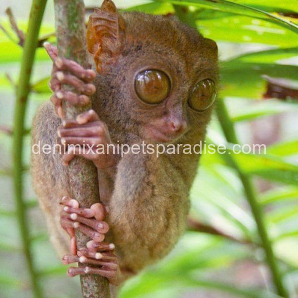 Baby tarsier ape - Image 2