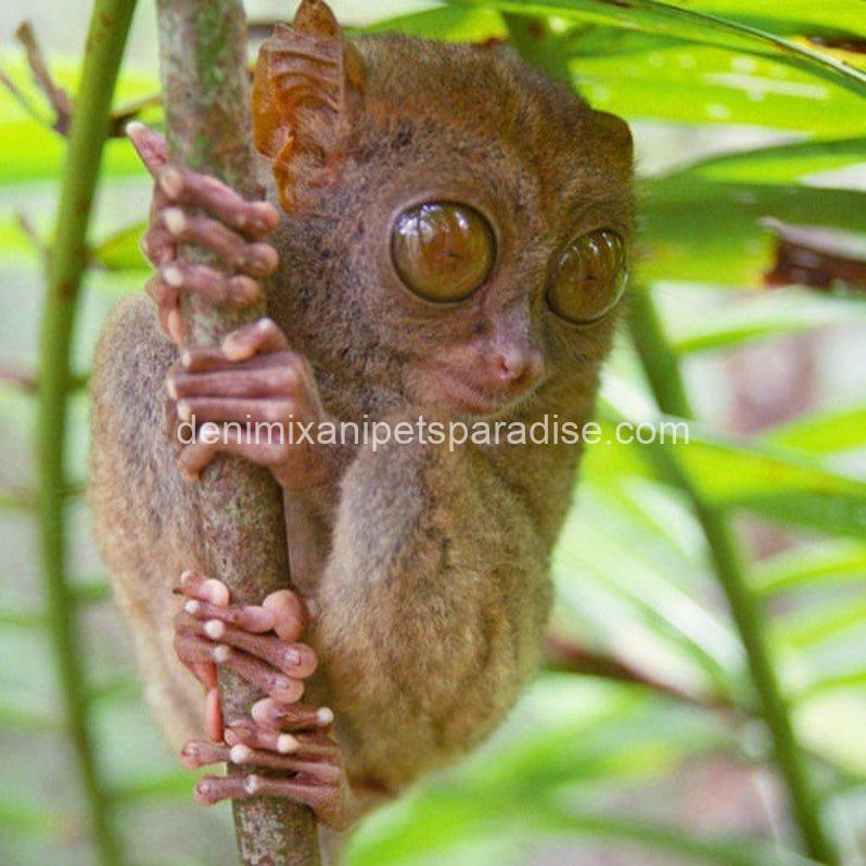 Baby tarsier ape 2 Baby tarsier ape - Image 2