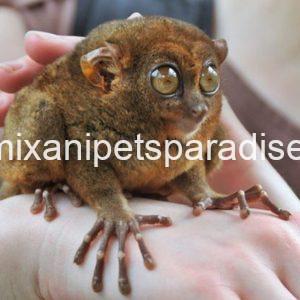 Baby tarsier ape