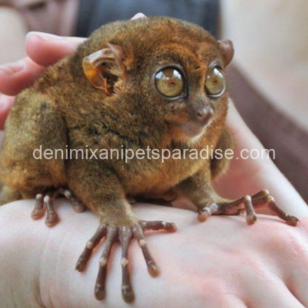 Baby tarsier ape