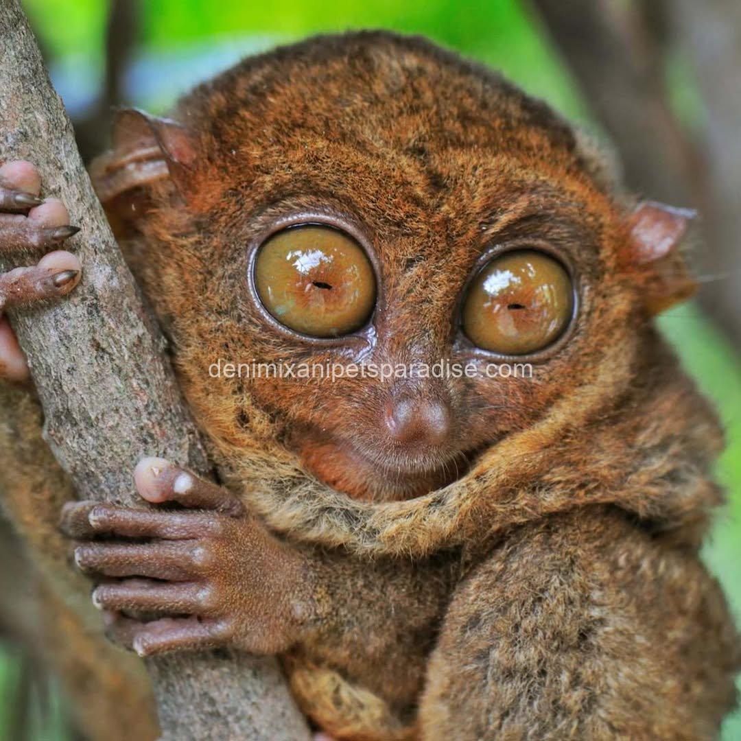 Baby tarsier ape 3 Baby tarsier ape - Image 3