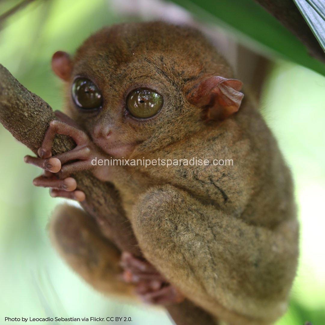 Baby tarsier ape 4 Baby tarsier ape - Image 4