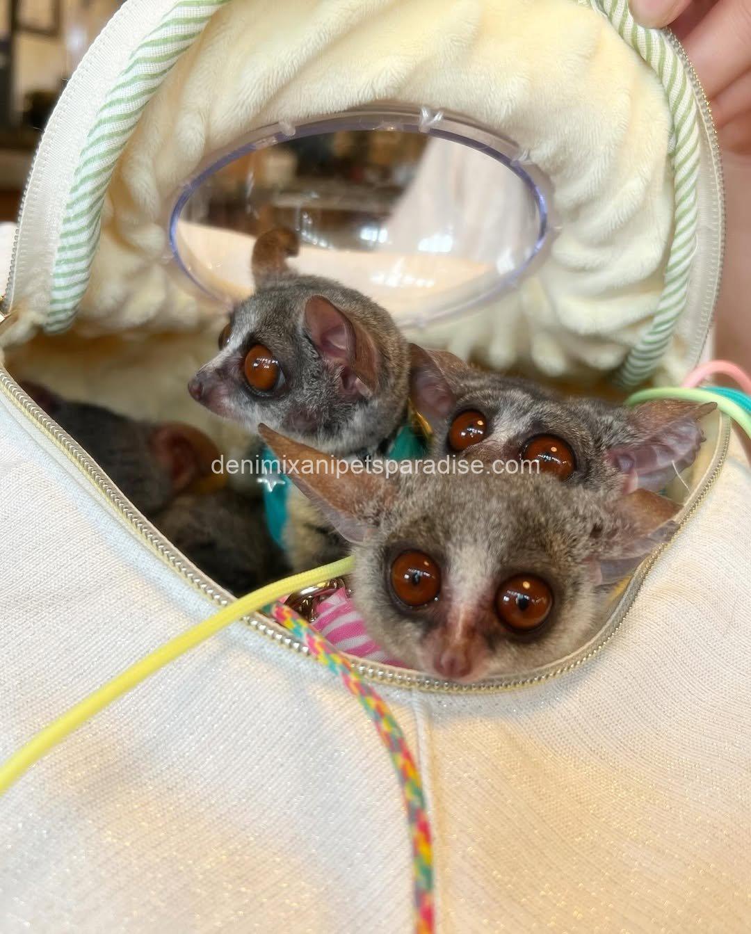 Beautiful bush babies 4 Beautiful bush babies - Image 4