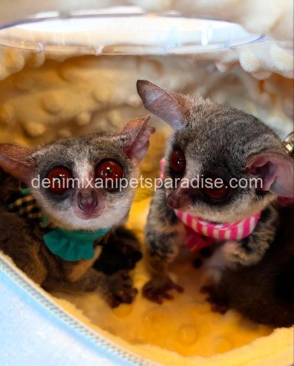 Beautiful bush babies - Image 3