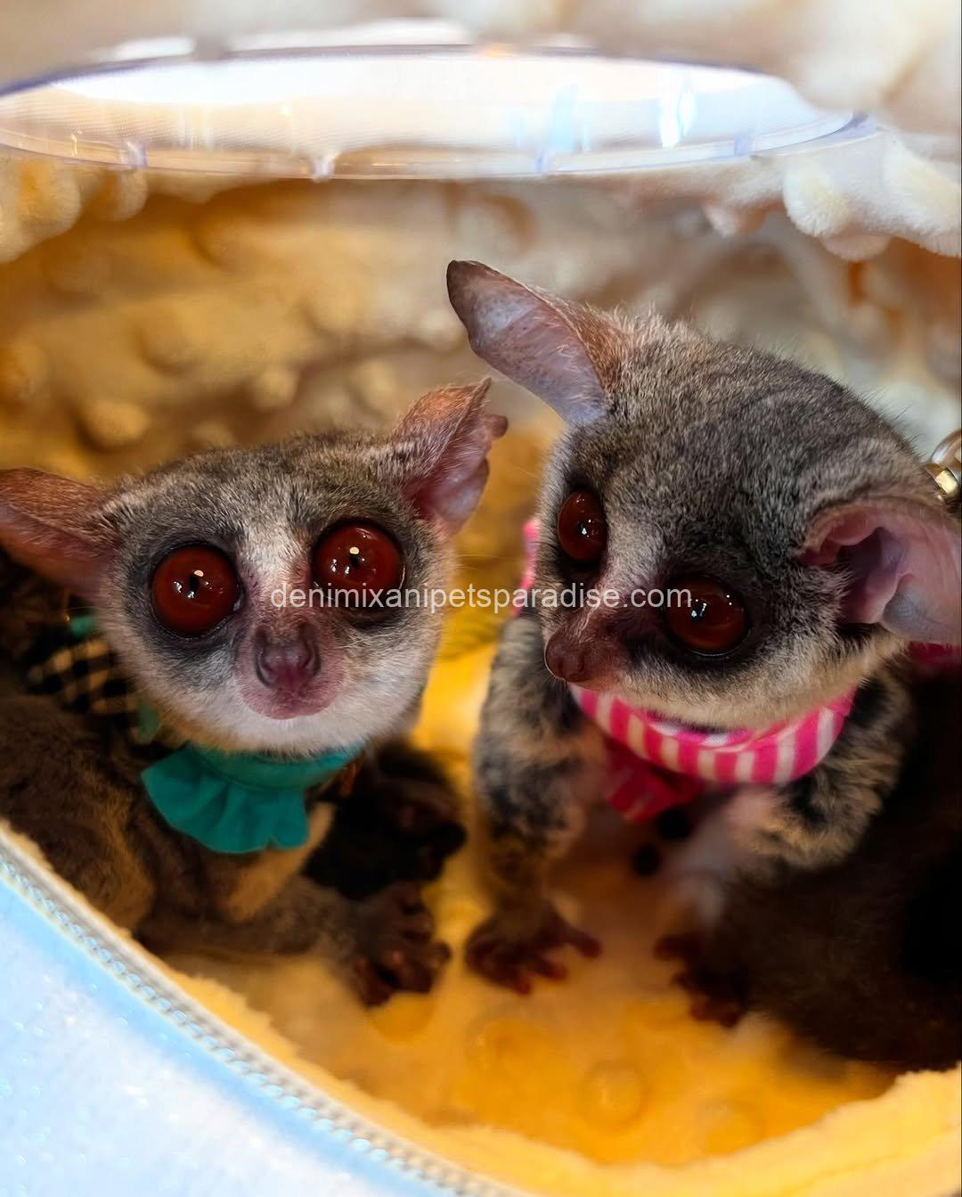 Beautiful bush babies 3 Beautiful bush babies - Image 3