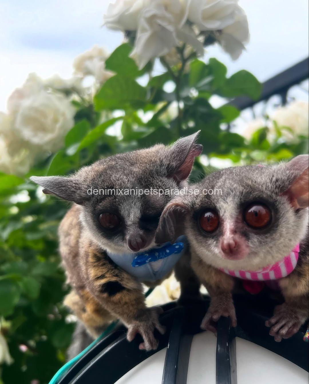 Beautiful bush babies 2 Beautiful bush babies - Image 2