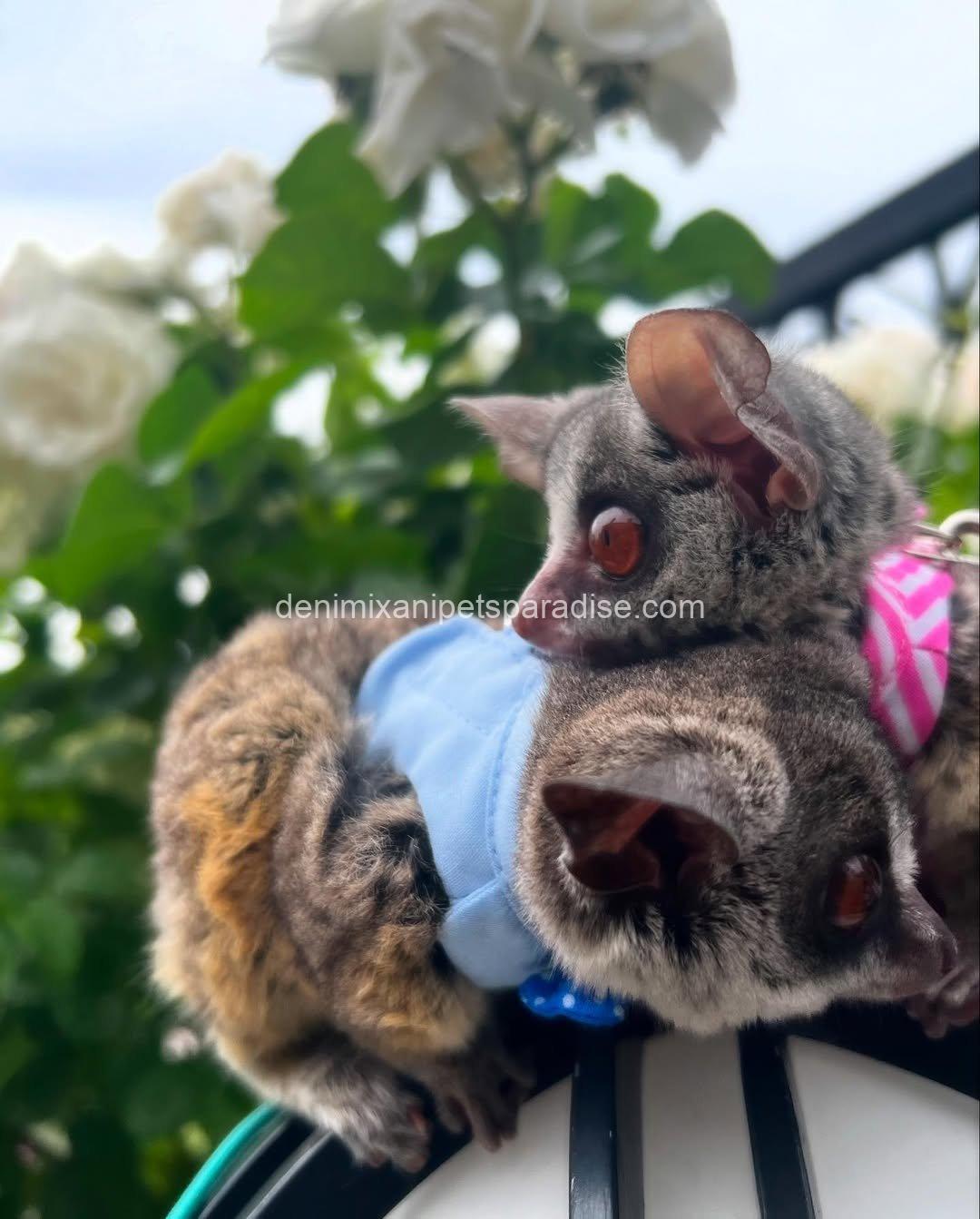 Beautiful bush babies 1 Beautiful bush babies