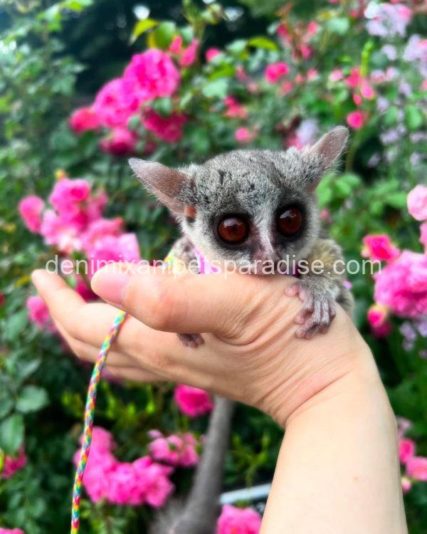 Beautiful bush babies - Image 5