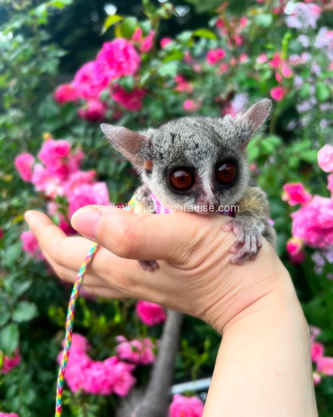 Beautiful bush babies 5 Beautiful bush babies - Image 5
