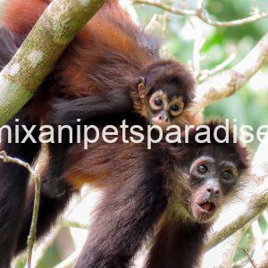 Beautiful spider monkey