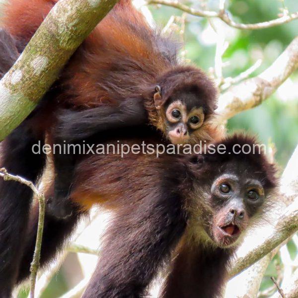 Beautiful spider monkey