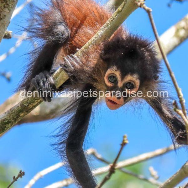 Beautiful spider monkey - Image 8