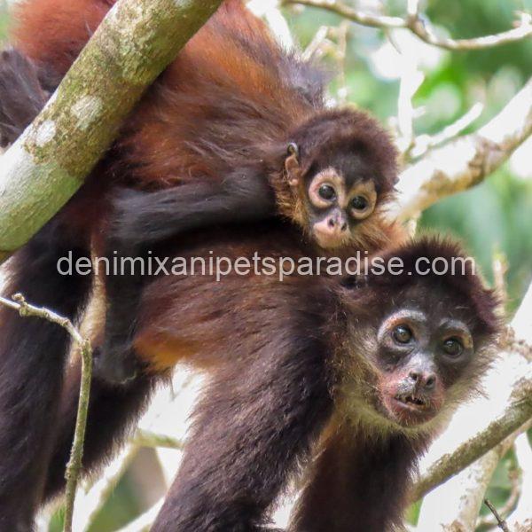 Beautiful spider monkey - Image 3