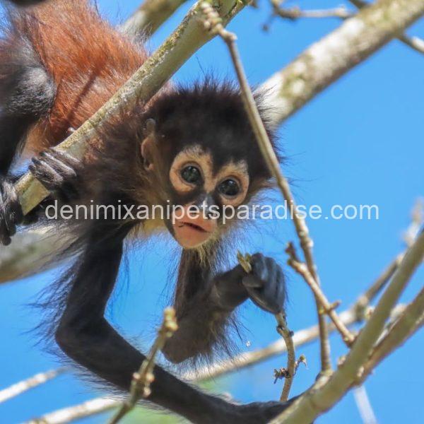 Beautiful spider monkey - Image 5