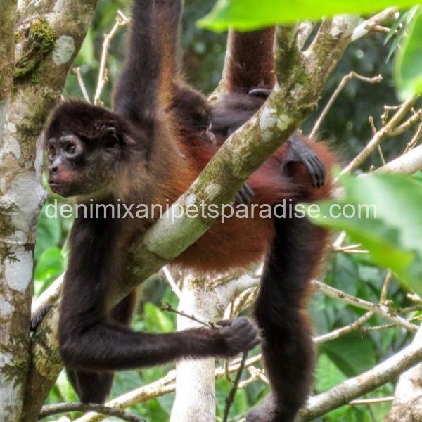 Beautiful spider monkey - Image 7