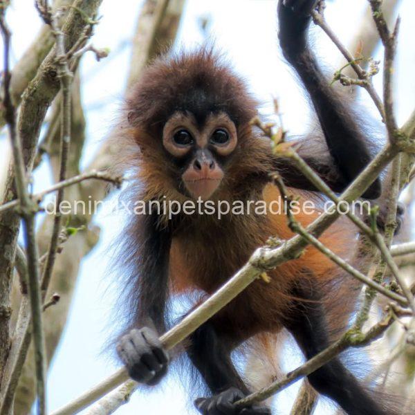 Beautiful spider monkey - Image 6