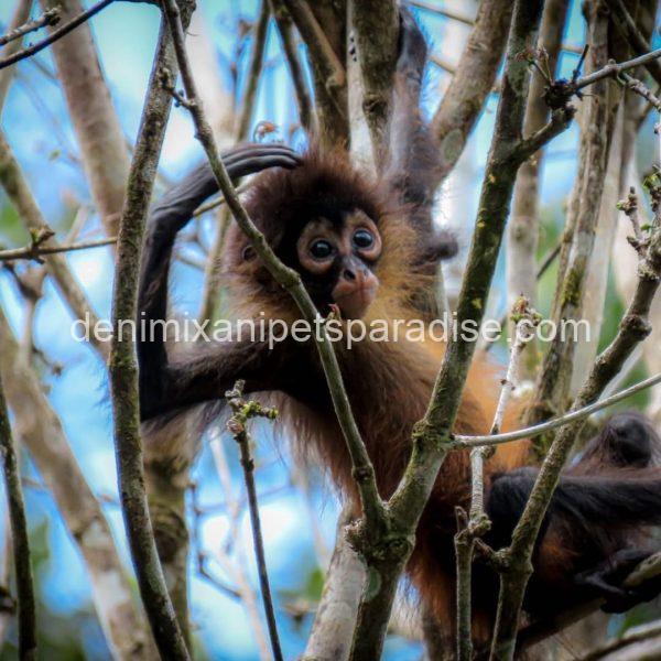 Beautiful spider monkey - Image 4