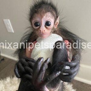 Lovely spider monkey