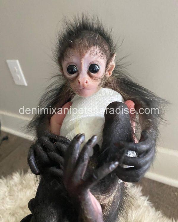 Lovely spider monkey