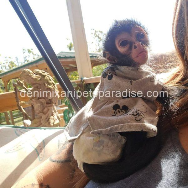Lovely spider monkey - Image 2