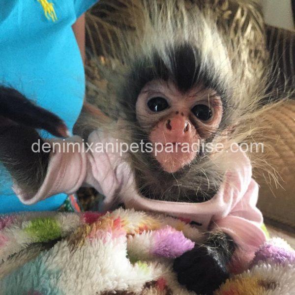 Lovely spider monkey - Image 4