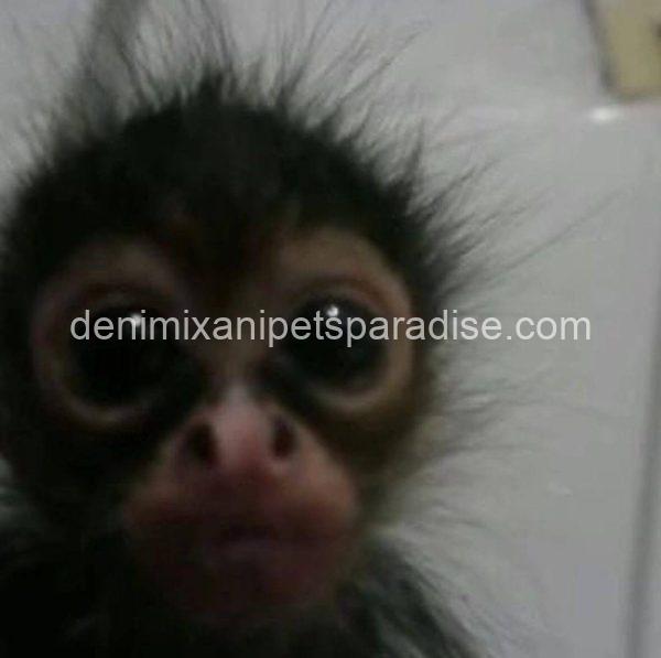Lovely spider monkey - Image 3