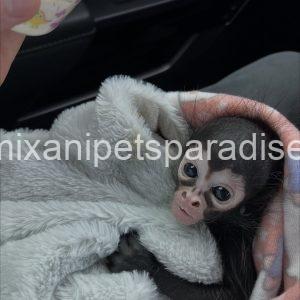 Baby spider monkey