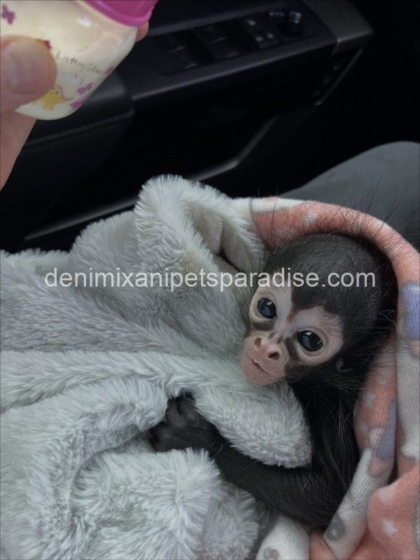 Baby spider monkey