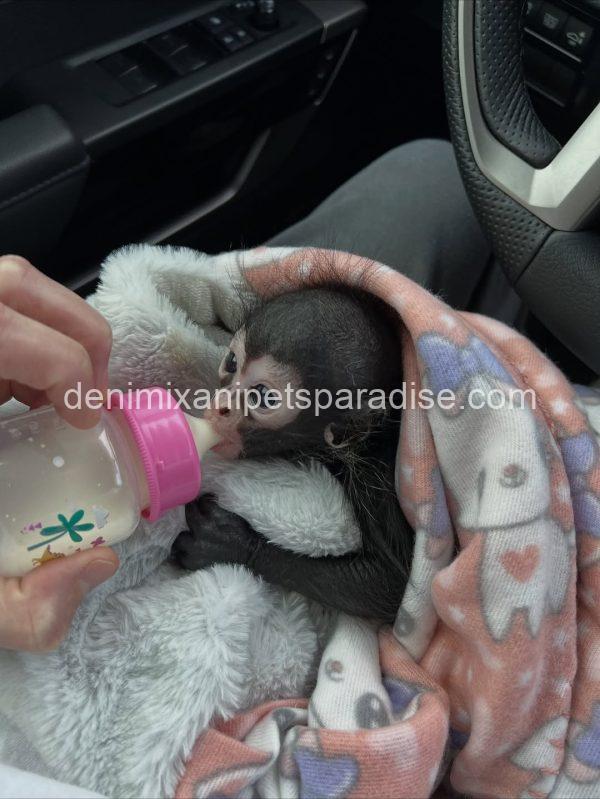 Baby spider monkey - Image 2