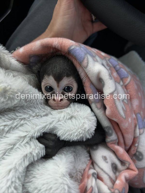 Baby spider monkey - Image 3