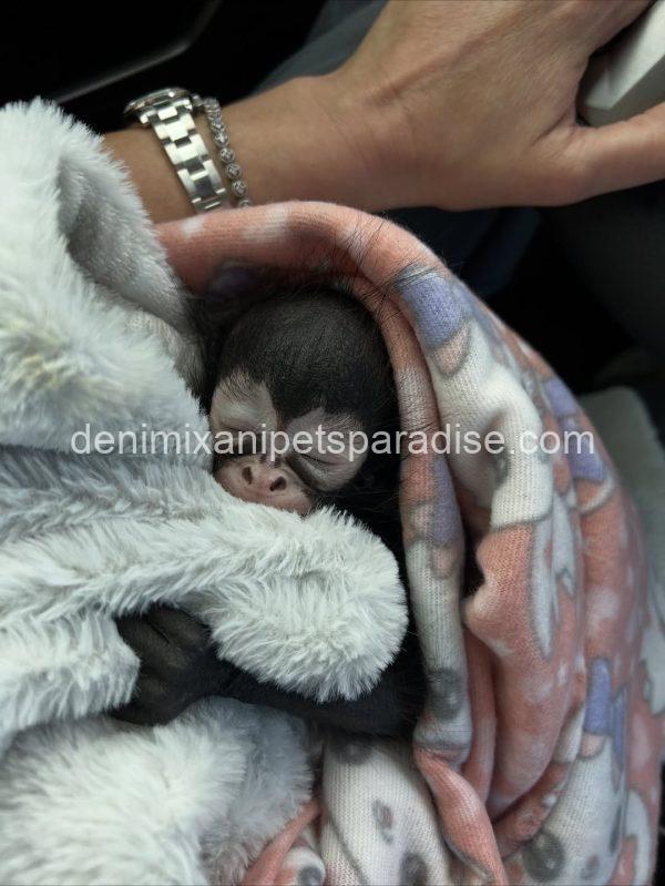 Baby spider monkey - Image 5