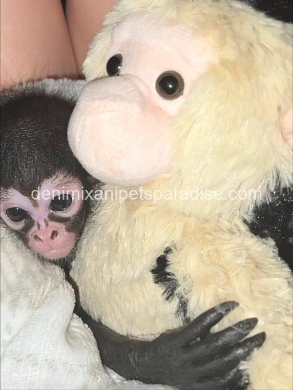 Baby spider monkey - Image 4