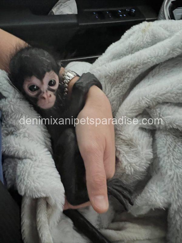 Baby spider monkey - Image 6