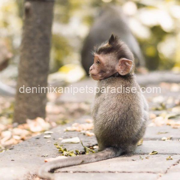 Adorable lovely india monkey - Image 4
