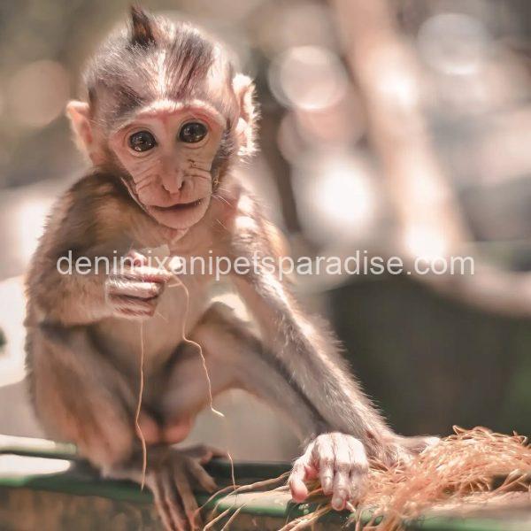 Adorable lovely india monkey - Image 2