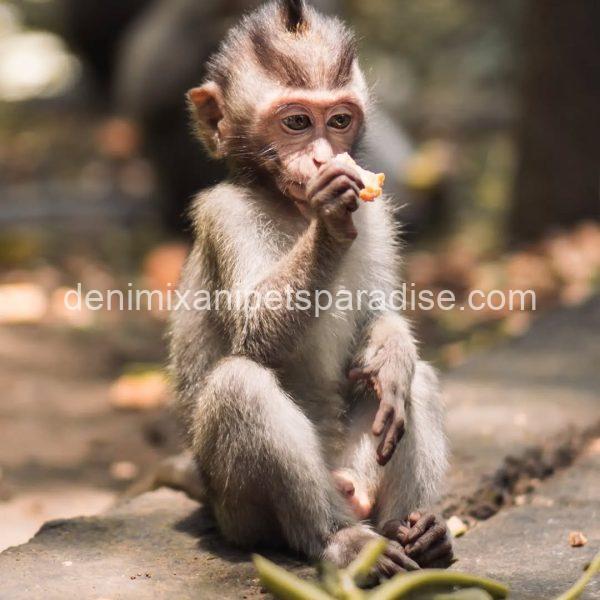 Adorable lovely india monkey - Image 3