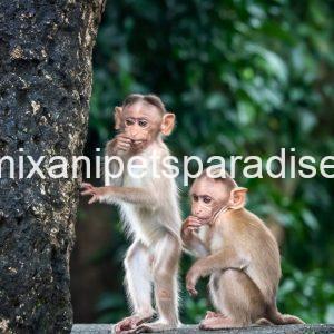 Adorable lovely india monkey